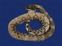 藏品(百步蛇)的圖片